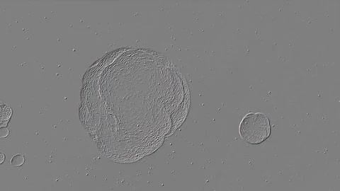 Abstract Animation of bacteria in microscopic view Stock Footage 91600439