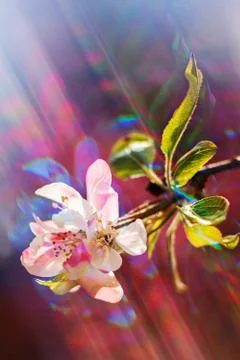 Abstract apple flower Foto stock gratuite