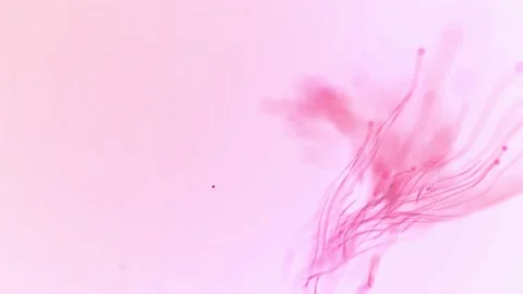 Abstract aqua particle background, Floating pink Particles in Background Stock Footage 164144887