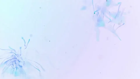 Abstract aqua particle background, Floating blue Particles in Background Stock Footage 167558272