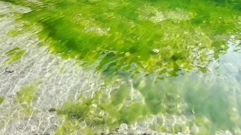 Abstract aquatic moving background. Stock Footage 203488193