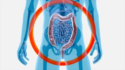 Abstract art of the gut system Stock Illustration