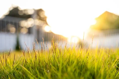 Abstract art spring backgrounds or summer background ..With fresh grass and t Stock Photos