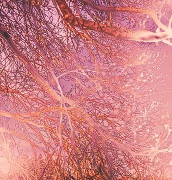 Abstract Artistic Branch Pattern With Pink Sky Stock Photos