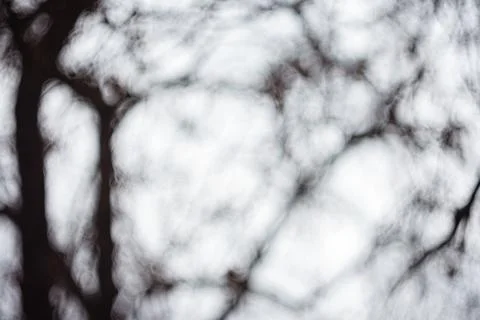 Abstract artistic close-up of blurred tree branches and soft circular bokeh.. Stock Photos