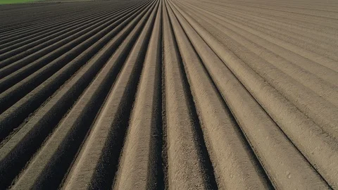 Abstract asparagus fields Stockbeeldmateriaal 126973338