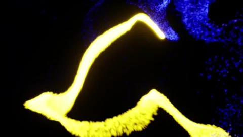 Abstract audio visualizer with glowing particles and neon wave motion on bla Stock Footage 332510498