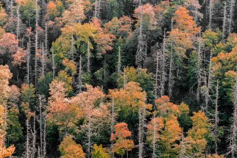 Abstract autum tree natural pattern Stock Photos