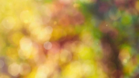 Abstract autumn background with bokeh Stock Footage 113032630