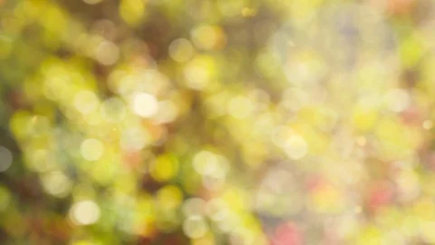 Abstract autumn background with bokeh Stock Footage 113032995