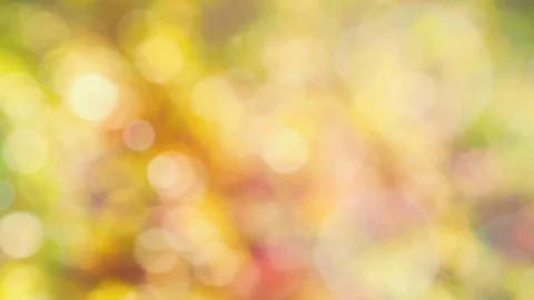 Abstract autumn background with bokeh Stock Footage 113034234