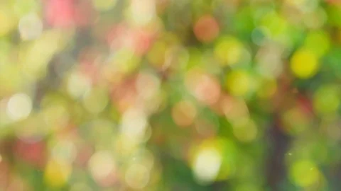 Abstract autumn background with bokeh Stock Footage 114404420