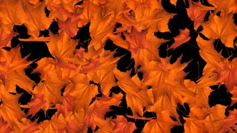 Abstract autumn Background , falling maple leaf and dry leaf 3D Alpha channel Stock Footage 140772130