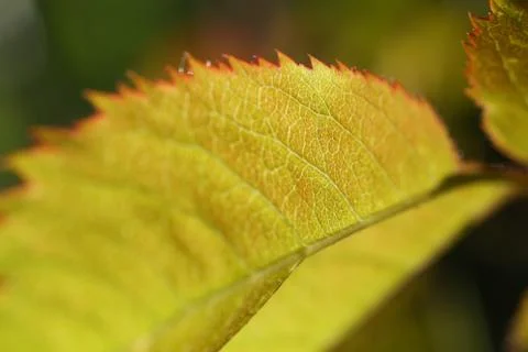 Abstract autumn background  leaf macro maple Stock Photos