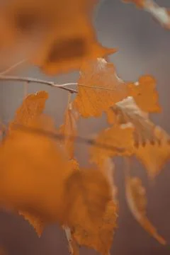 Abstract autumn background Stock Photos