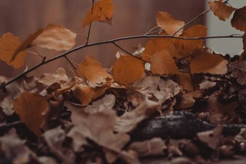 Abstract autumn background Stock Photos