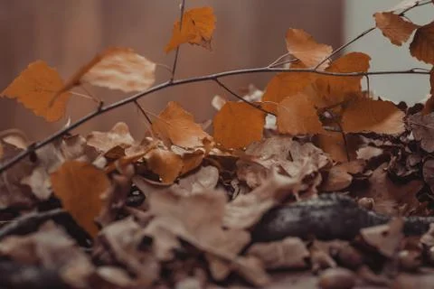 Abstract autumn background Stock Photos