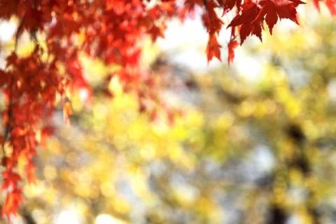 Abstract Autumn Background Stock Photos