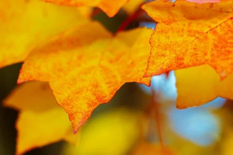 Abstract autumn background Stock Photos