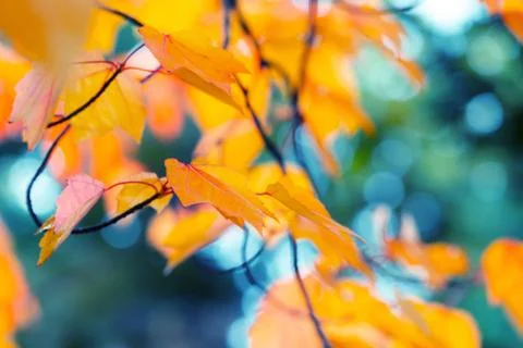 Abstract autumn background Stock Photos