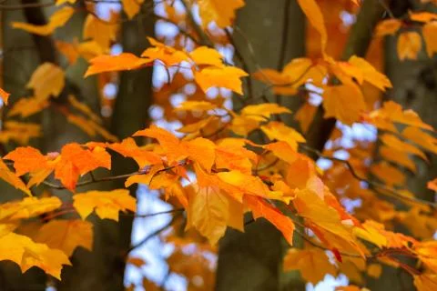 Abstract autumn background Foto stock