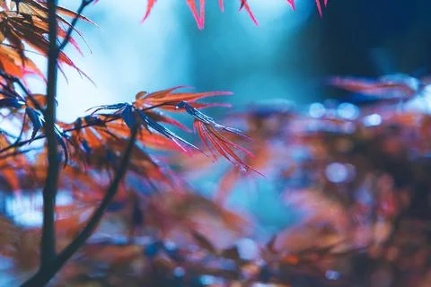 Abstract autumn background Stock Photos
