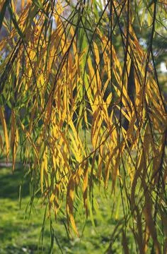 Abstract autumn background. Willow branches and yellow leaves. Stock Photos