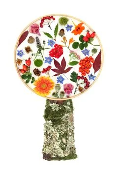 Abstract Autumn Fall Tree Shape Floral Design Stock Photos