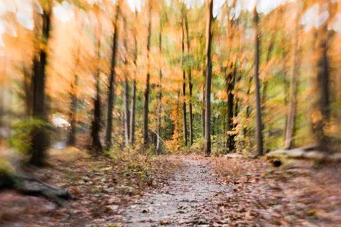 Abstract autumn forest path Stock Photos
