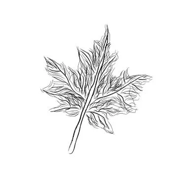 Abstract autumn leaf background Stock Illustration