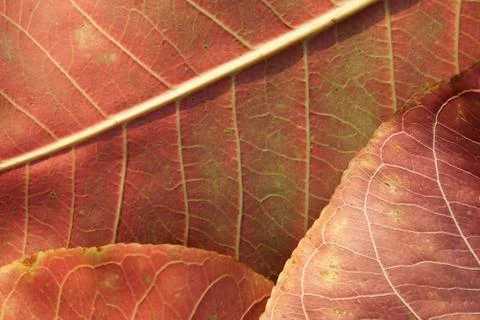 Abstract autumn leaf background Stock Photos