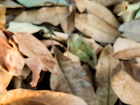 Abstract Autumn Leaf Pile Soft Focus Image Stock Photos