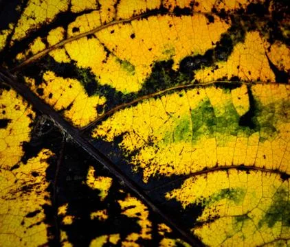 Abstract autumn leaf texture Stock Photos