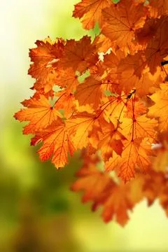Abstract autumn maple branch Stock Photos