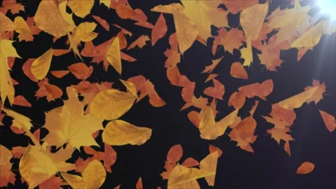 Maple Leaf Fall Animated GIF 600x600 by DP Animation Maker