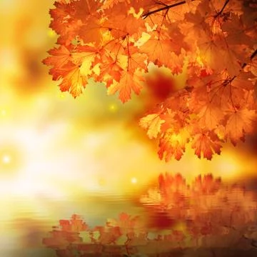 Abstract autumn maple reflexion Stock Photos