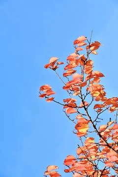 Abstract autumn Stock Photos