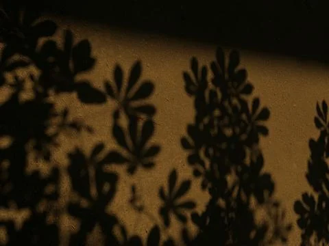 Abstract autumnal backdrop with blurred leaf shadows cast across a wall Stock Photos