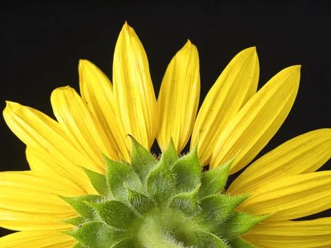 Abstract of the back side of a sunflower. Stock Photos
