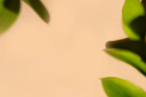 Abstract backdrop. Beige background with green leaves in soft focus making frame Foto stock