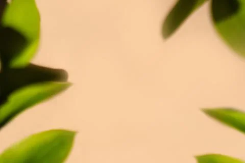 Abstract backdrop. Beige background with green leaves in soft focus making frame Stock Photos