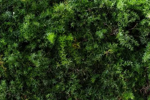 Abstract backdrop or fresh green leaves texture background, monsoon mood Stock Photos