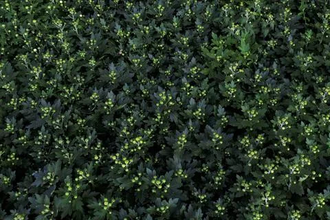 Abstract backdrop or fresh green leaves texture background, monsoon mood Stock Photos