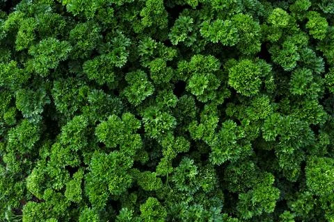 Abstract backdrop or fresh green leaves texture background, monsoon mood Stock Photos