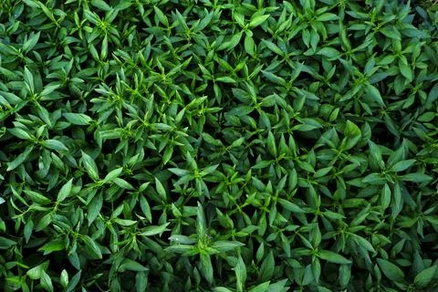 Abstract backdrop or fresh green leaves texture background, monsoon mood Stock Photos