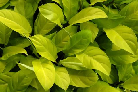 Abstract backdrop or fresh light green leaves texture background, monsoon mood Stock Photos