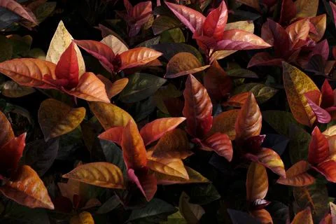 Abstract backdrop or Yellow Red leaves texture background, monsoon mood Stock Photos