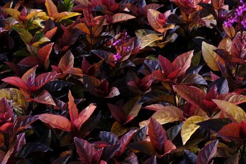 Abstract backdrop or Yellow Red leaves texture background, monsoon mood Stock Photos