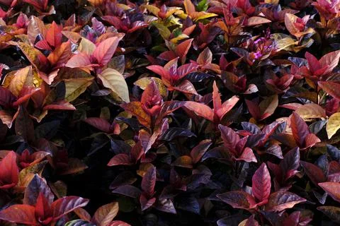 Abstract backdrop or Yellow Red leaves texture background, monsoon mood Stock Photos