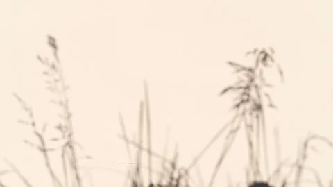 Abstract backdround of grass leaves silhouette shadows motion over brown wall Vídeo Stock 251775209
